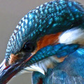 ユンソナの野鳥写真