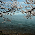 湖西の春：琵琶湖湖西の春：琵琶湖