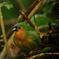 JAWA INDONESIAジャワ島の鳥