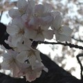 2013・桜