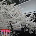 20130423大山の桜