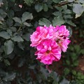 京成バラ園の春薔薇