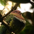 Sumatra Indonesia スマトラの鳥