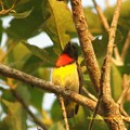 Birds of Kalimantan　カリマンタンの鳥