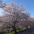 4.5桜と菜の花と川と空と～