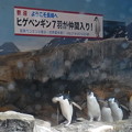 2015/03/22 長崎ペンギン水族館　春のヒゲペンギンまつり