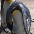 2015/5/16 長崎ペンギン水族館　飼育係こぼれ話「ペンギン密着24時!!