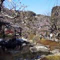 2016鎌倉の梅
