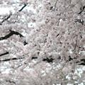 桜photo2016