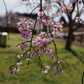 4.11成田桜の山公園、三里塚桜の丘