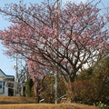 白浜桜の里（静岡県下田市）