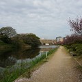 2018年4月4日撮影 舞鶴公園 桜 福岡 さくら　チューリップ　鳥  写真画像