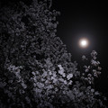 月夜の桜　習作