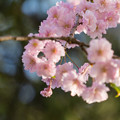 日中線記念遊歩道枝垂れ桜