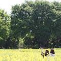 2018-04-28新緑が綺麗な昭和記念公園
