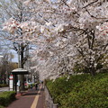2021年03月27日_鶴舞公園の桜