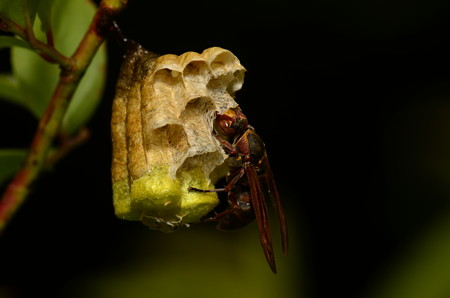 スズメバチ科　キボシアシナガバチ♀
