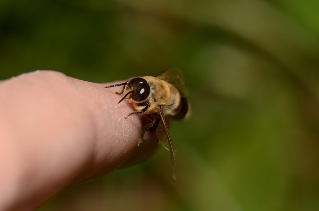 ミツバチ科　セイヨウミツバチ♂