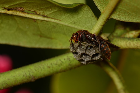 スズメバチ科　キボシアシナガバチ♀