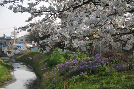 小川と桜
