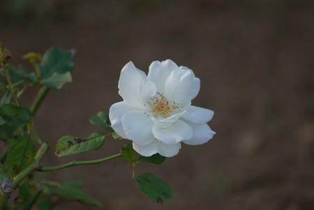 薔薇　ホワイト・マジック