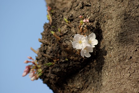 胴咲きの桜