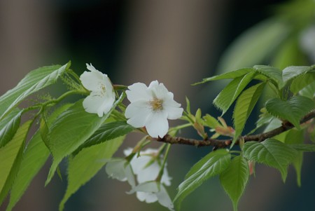 大島桜（オオシマザクラ）