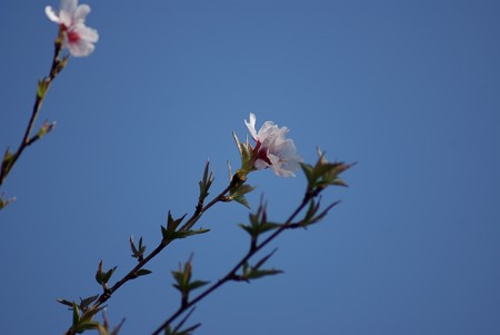豆桜（マメザクラ）