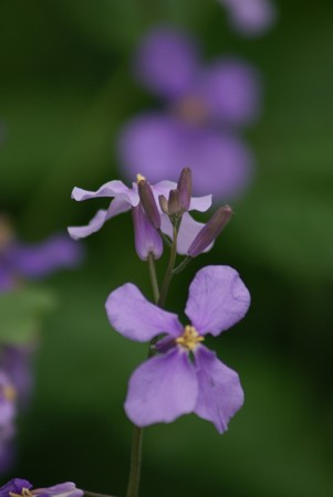 紫花菜（ムラサキハナナ）