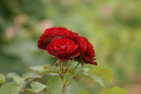 薔薇　ラバグルート