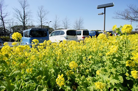 駐車場の菜の花