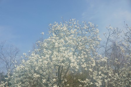 Magnolia FOGGILIZER