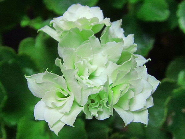 バラ咲きカランコエ 白 写真共有サイト フォト蔵