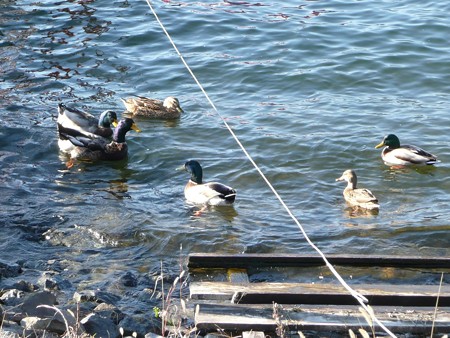 河口湖の鴨