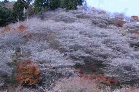 川見四季桜の里２ (1280x853)