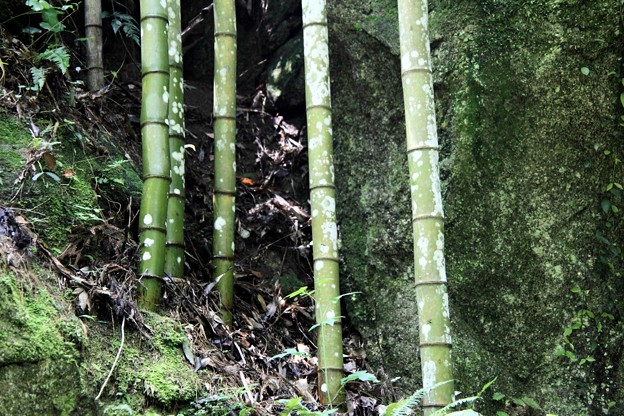 王滝渓谷：竹林の自然紋紋