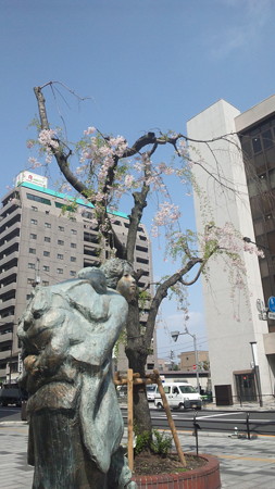八王子駅入り口の垂れ桜なぅ