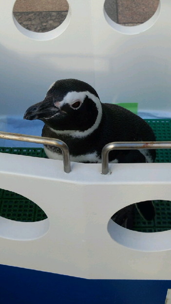 岩田屋前に うみたまご からペンギンが来ました 写真共有サイト フォト蔵