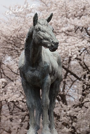桜 Yokohama 101