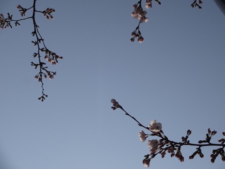2014.3.28　目黒川の桜