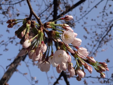 2014.3.28　目黒川の桜