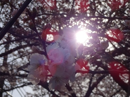 2014.3.29　目黒川の桜