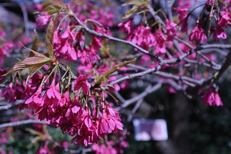 日比谷公園の桜5