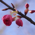 開花を待つ寒緋桜