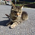 猫パラダイス田代島