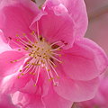2009春　桃の花