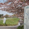 桜 -sakura-