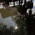 最近撮った桜まとめてアップ2015_04_@@〜