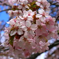 桜1 / 北海道