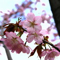桜2 / 北海道